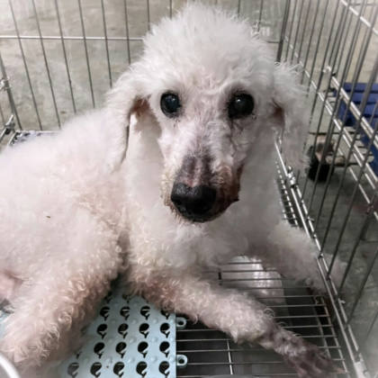 新北市待認養狗｜貴賓犬｜白色｜公