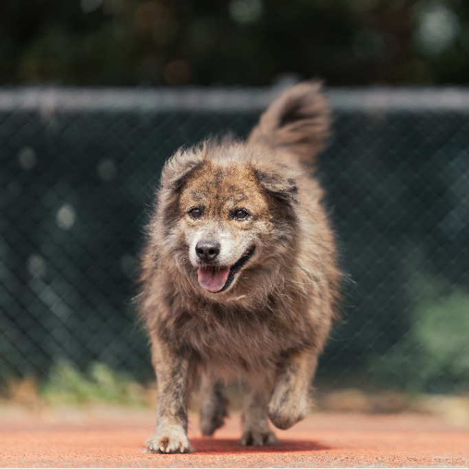 新北市已領養狗 混種犬