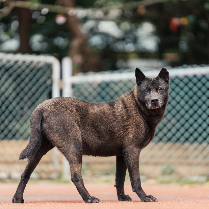 新北市已領養狗 混種犬