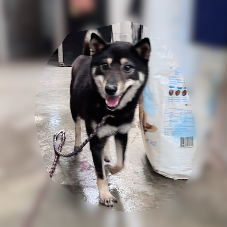 新北市待認養狗 柴犬