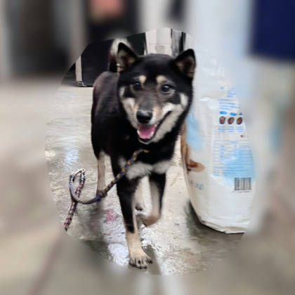 新北市待認養狗｜柴犬｜母