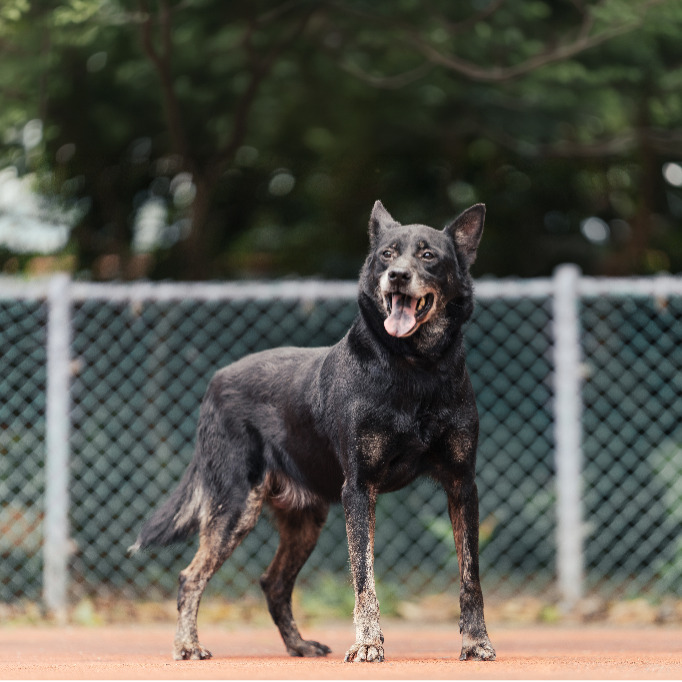 新北市已領養狗 混種犬