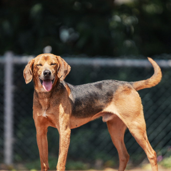 新北市待認養狗 混種犬