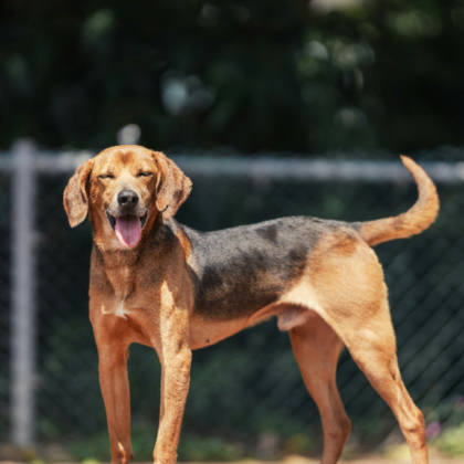 新北市待認養狗｜混種犬｜黑黃色｜公