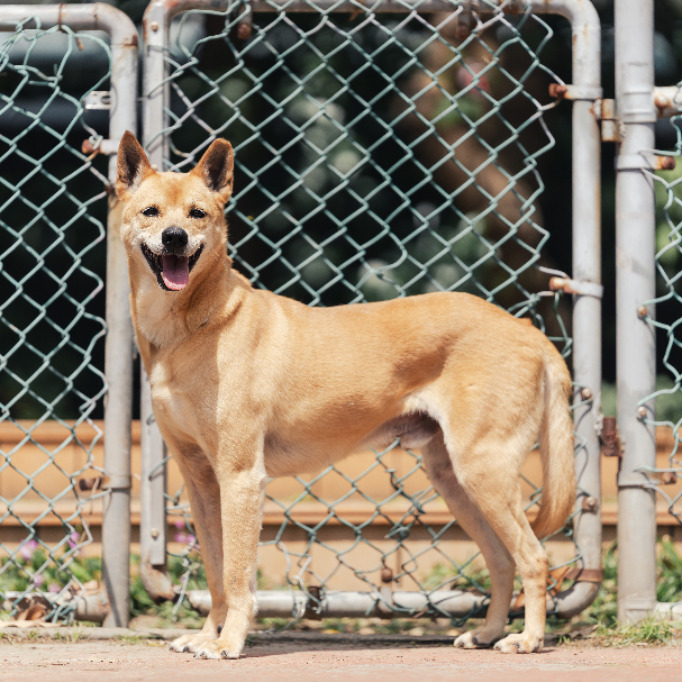 新北市已領養狗 混種犬