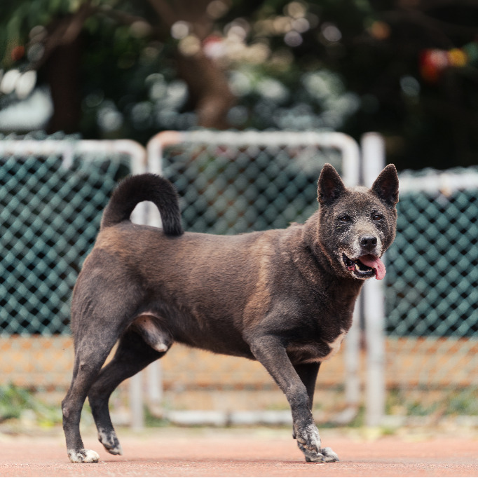 新北市已領養狗 混種犬