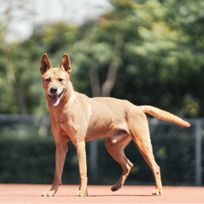 新北市已領養狗 混種犬