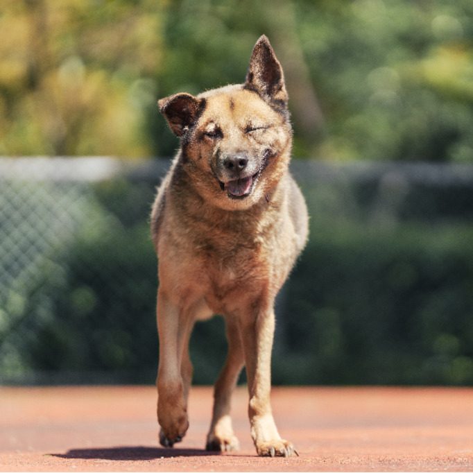 新北市已領養狗 混種犬