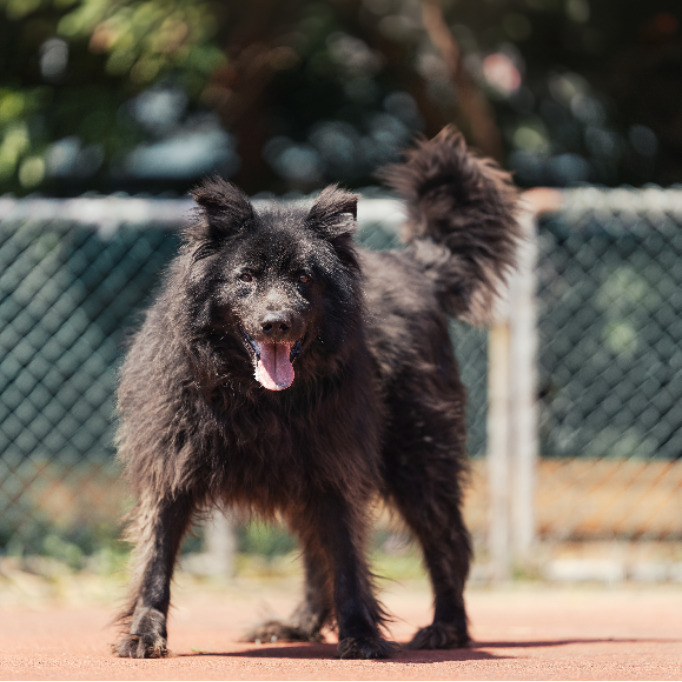 新北市已領養狗 混種犬