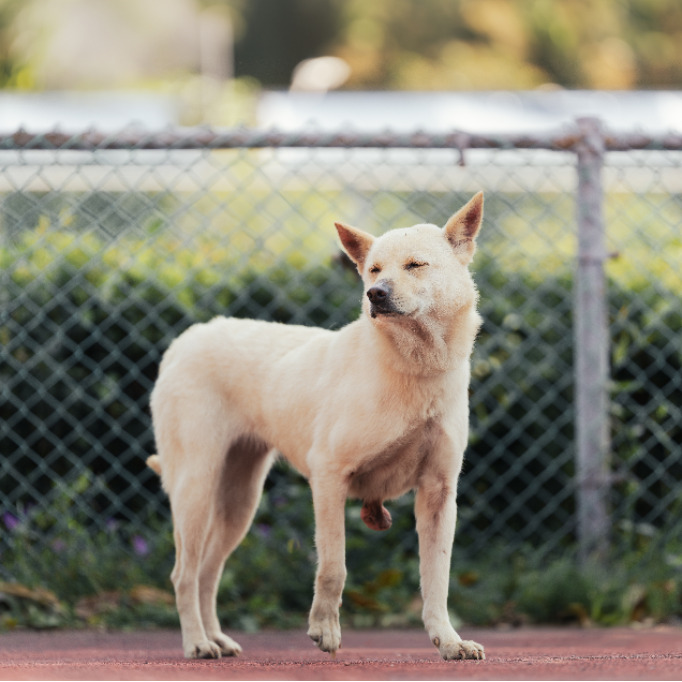 新北市已領養狗 混種犬