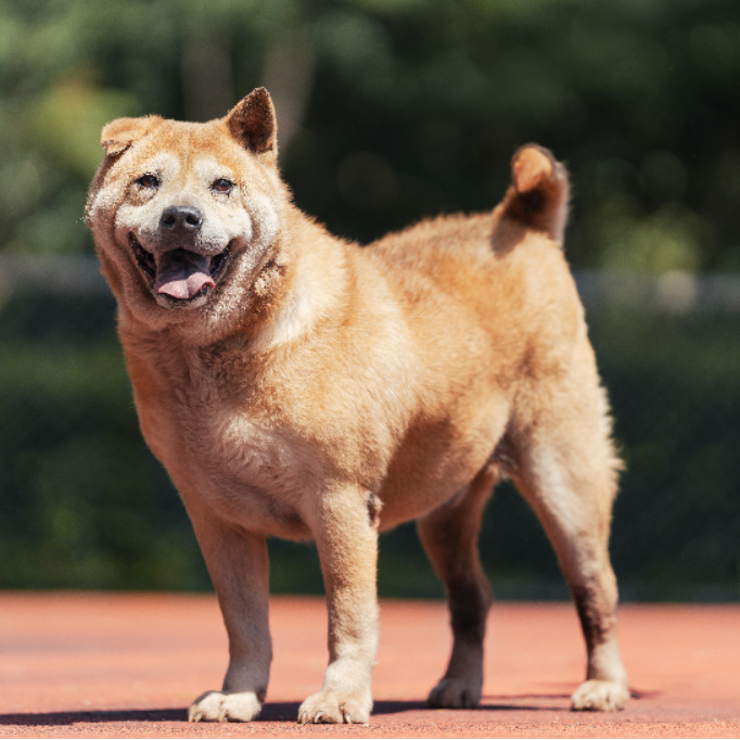 新北市已領養狗 混種犬