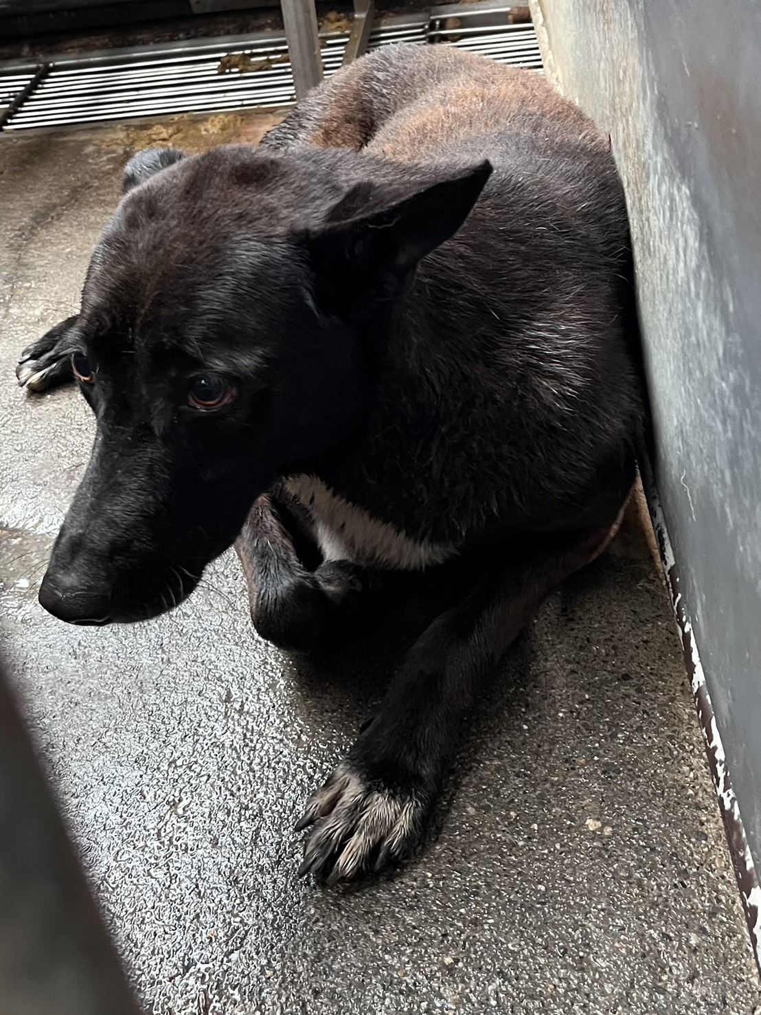 彰化縣待認養狗 混種犬