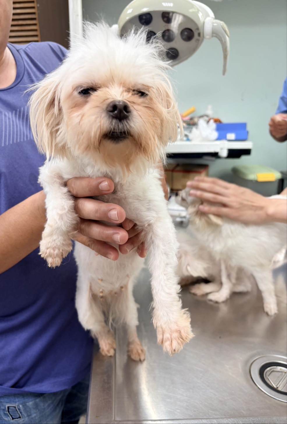 彰化縣待認養狗 瑪爾濟斯犬