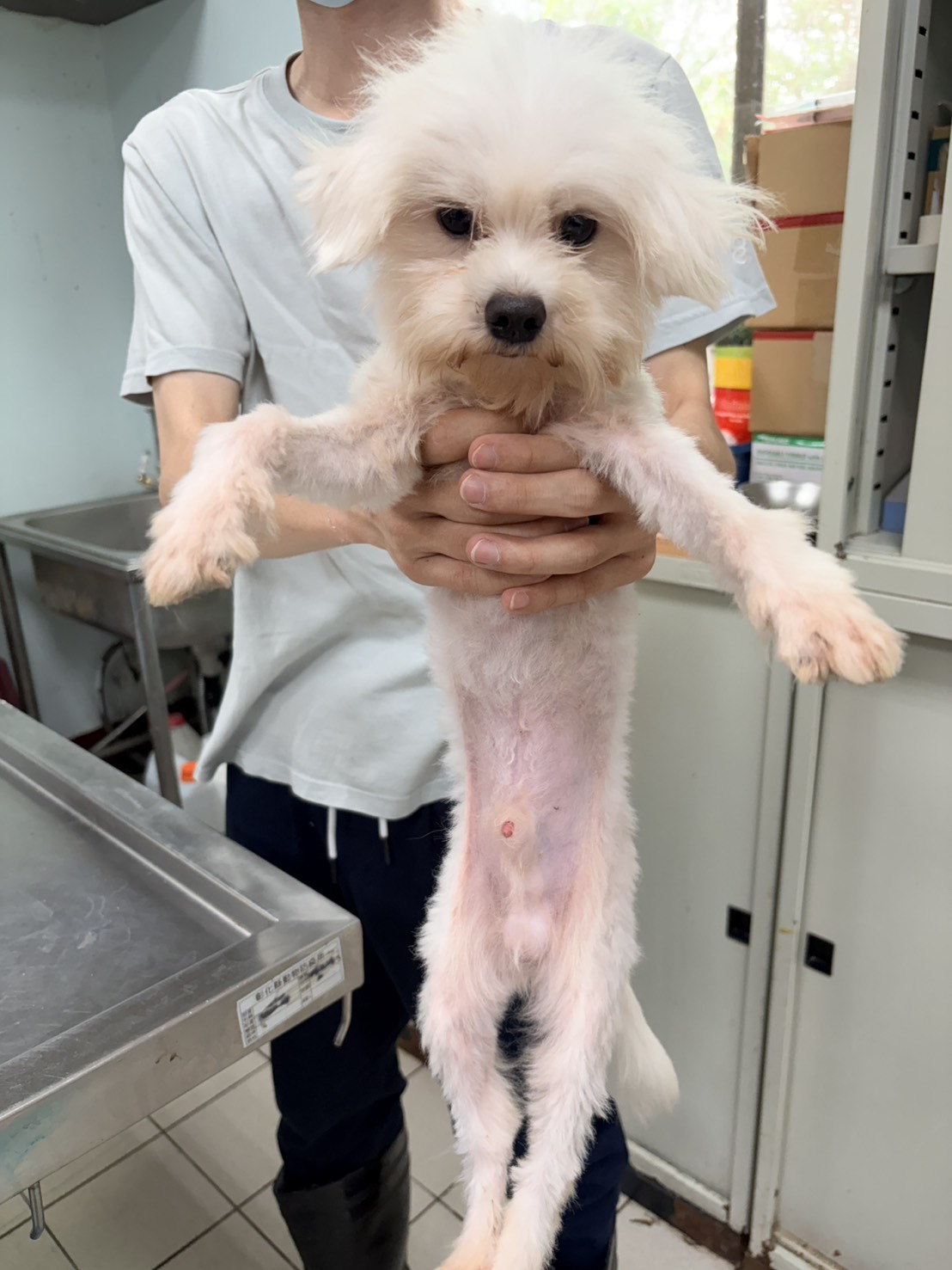 彰化縣待認養狗 瑪爾濟斯犬