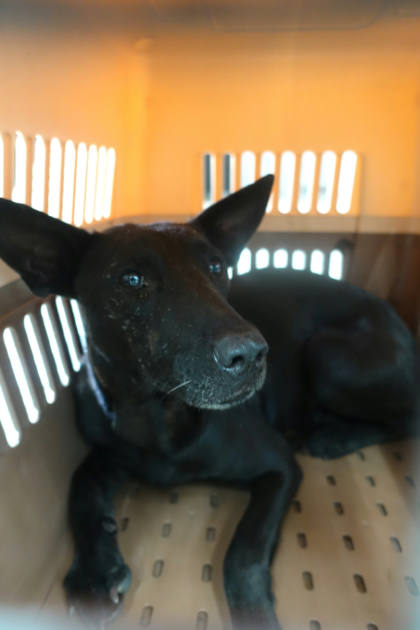 宜蘭縣待認養狗｜混種犬｜黑色｜母