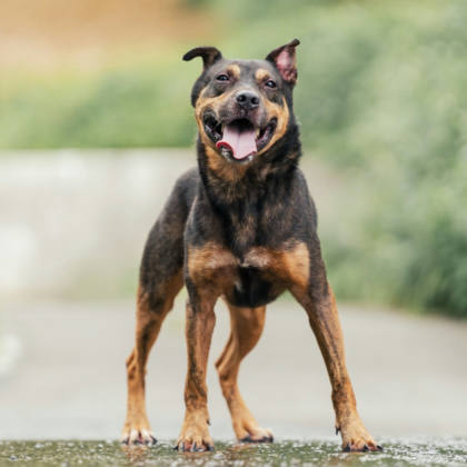 新北市待認養狗｜混種犬｜黑棕色｜公