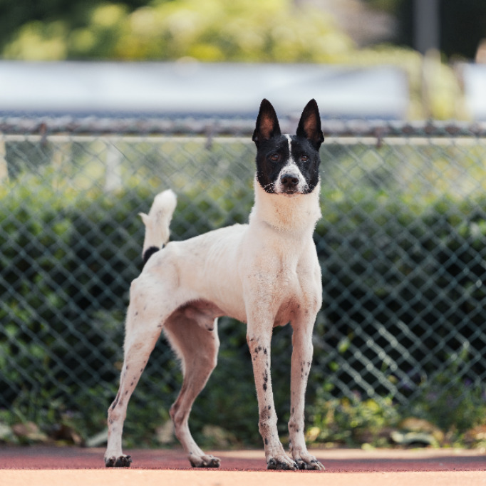 新北市已領養狗 混種犬