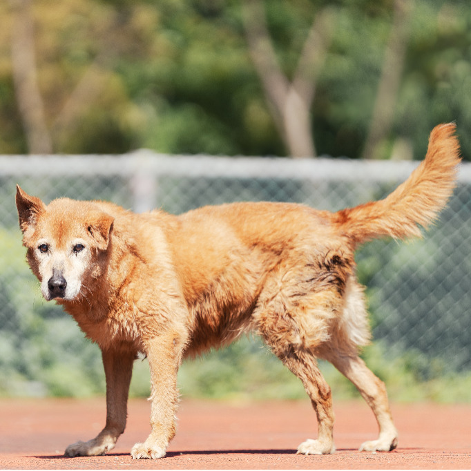 新北市已領養狗 混種犬