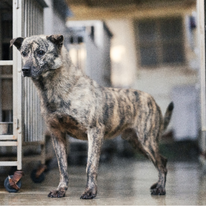 新北市已領養狗 混種犬