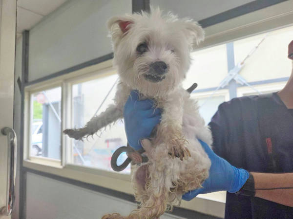台北市待認養狗 瑪爾濟斯犬