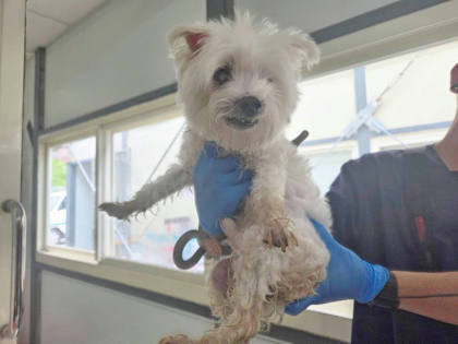 台北市待認養狗｜瑪爾濟斯犬｜白色｜公