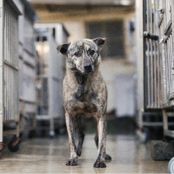 新北市已領養狗 混種犬