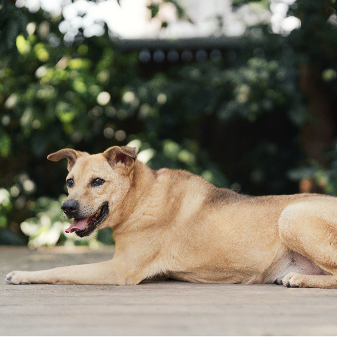 新北市已領養狗 混種犬