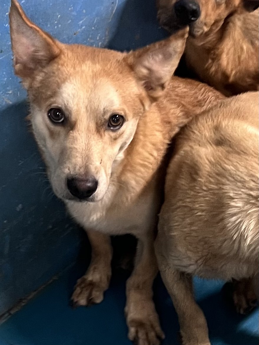 苗栗縣待認養狗 混種犬
