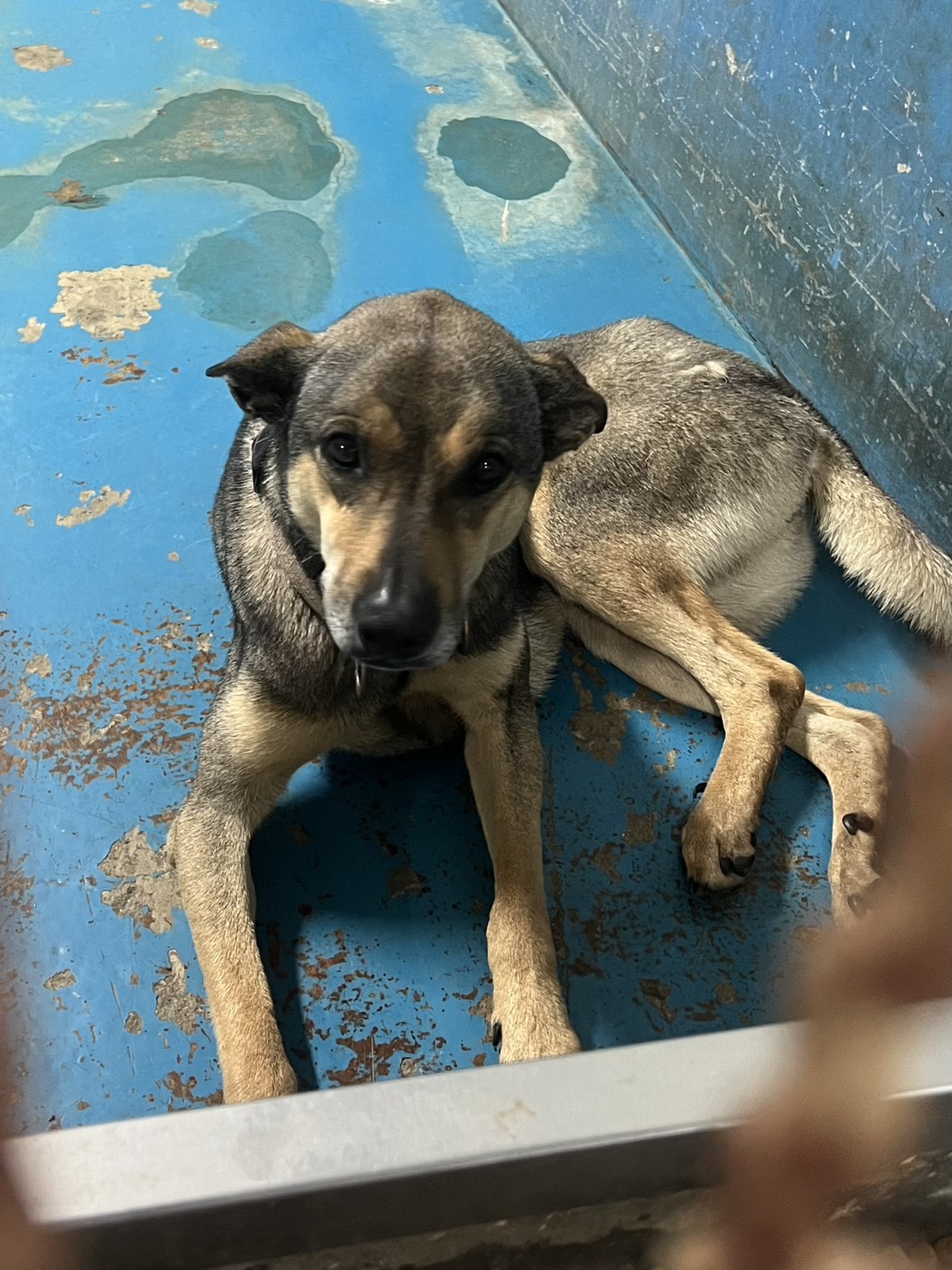 苗栗縣待認養狗 混種犬