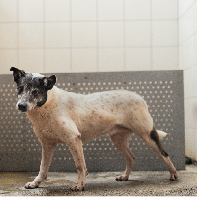 新北市已領養狗 混種犬