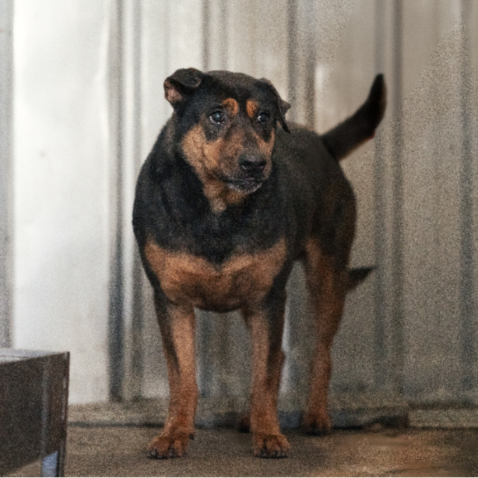 新北市已領養狗 混種犬