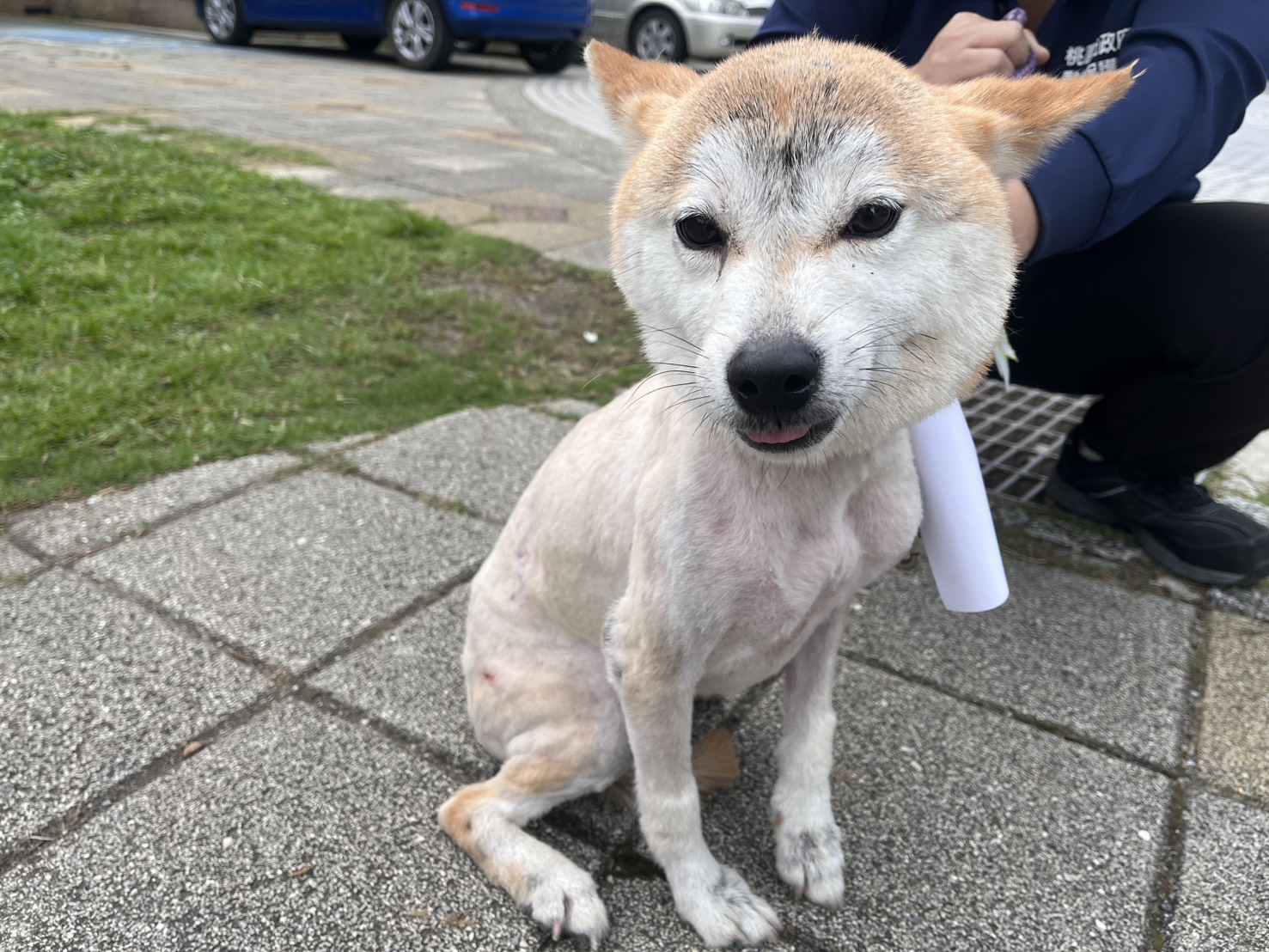 桃園市待認養狗 柴犬