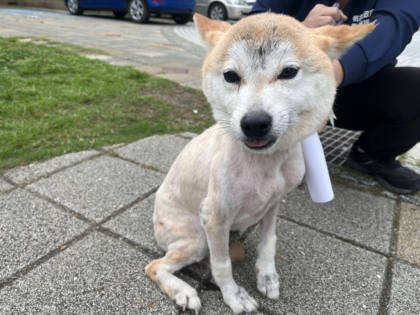 桃園市待認養狗｜柴犬｜黃白色｜母