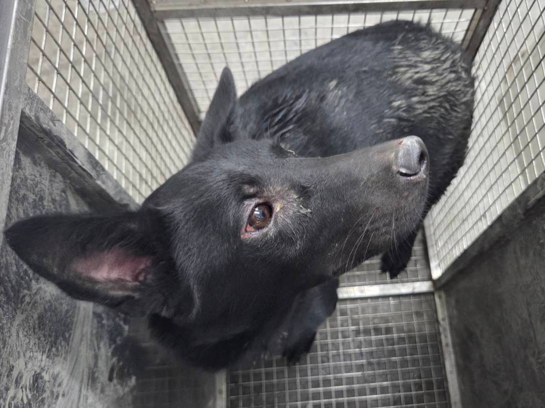 台北市待認養狗 混種犬