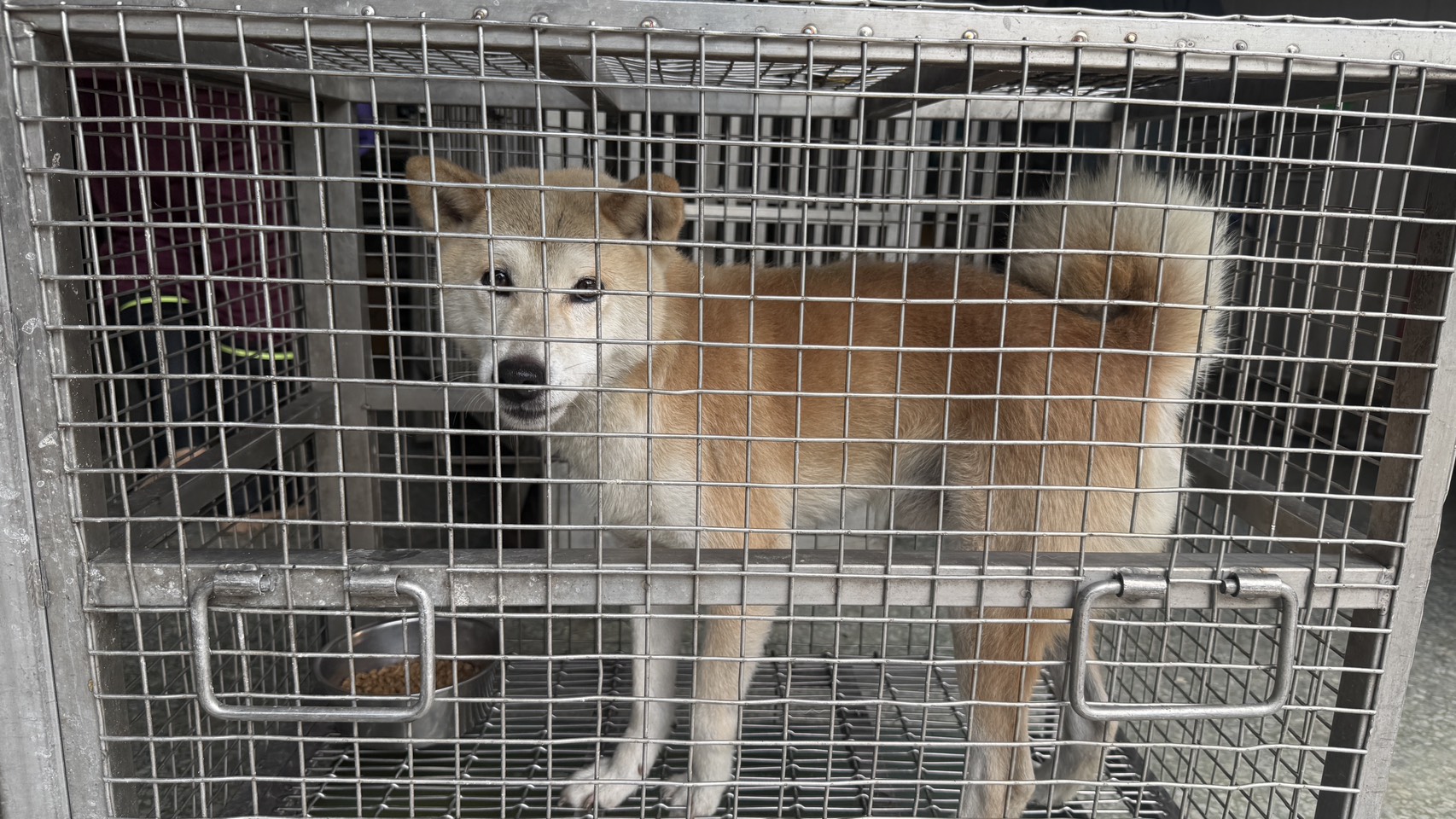 台南市待認養狗 柴犬