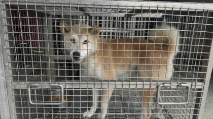 台南市待認養狗｜柴犬｜黃色｜公