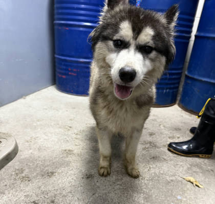 新北市待認養狗｜哈士奇(西伯利亞雪橇犬)｜黑白色｜母