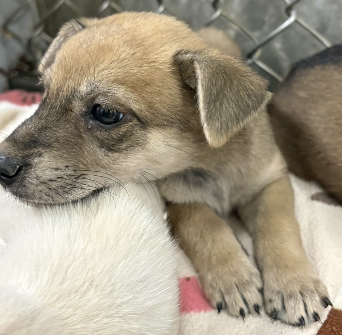 台東縣待認養狗 混種犬
