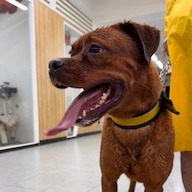 基隆市待認養狗 混種犬