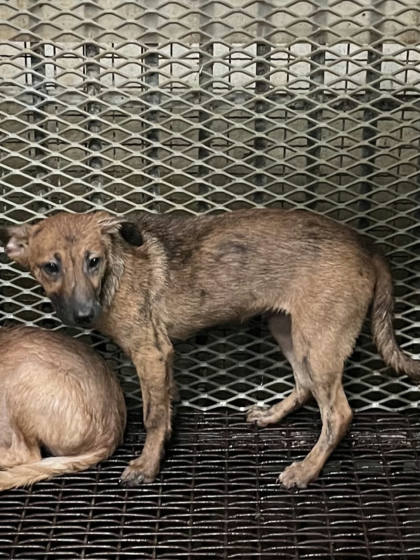 彰化縣待認養狗｜混種犬｜虎斑色｜母