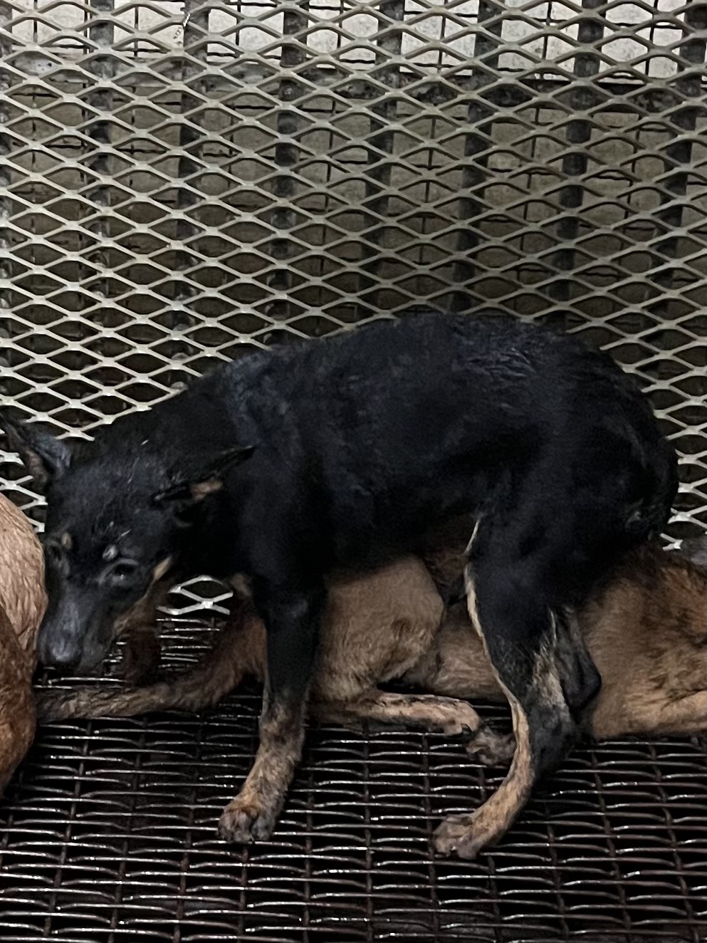 彰化縣待認養狗 混種犬
