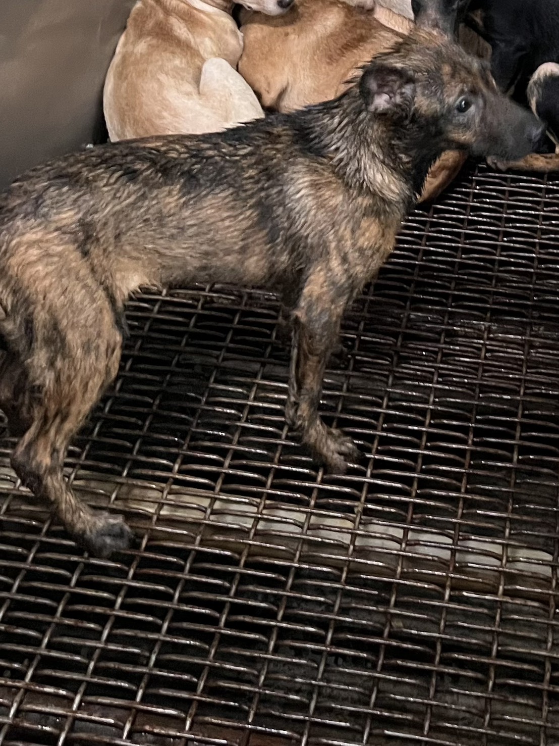 彰化縣待認養狗 混種犬