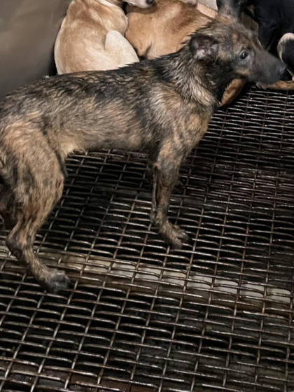 彰化縣待認養狗｜混種犬｜虎斑色｜母