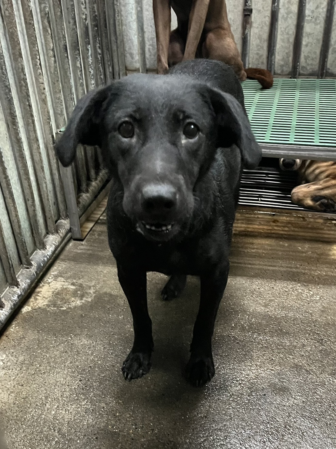 彰化縣待認養狗 混種犬