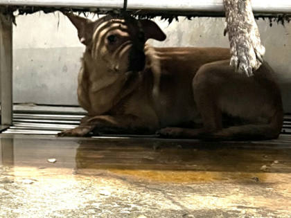 彰化縣待認養狗｜混種犬｜黃色｜公