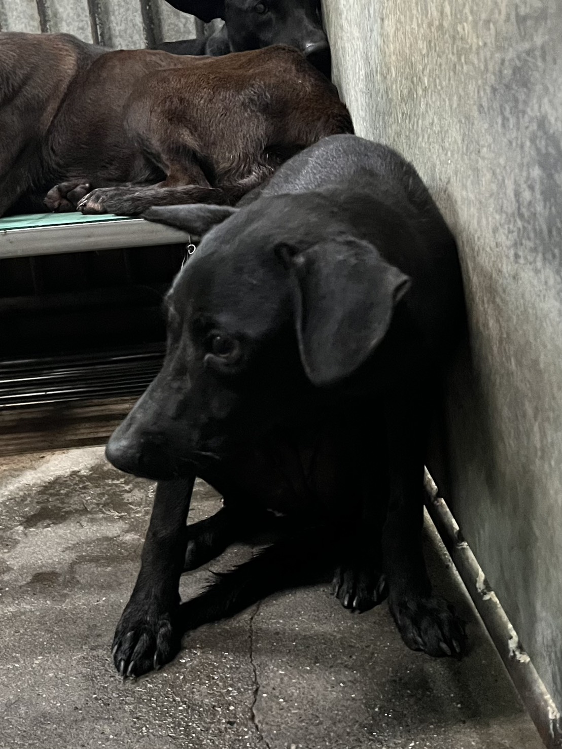 彰化縣待認養狗 混種犬