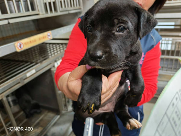 桃園市待認養狗 混種犬