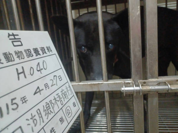雲林縣待認養狗 混種犬