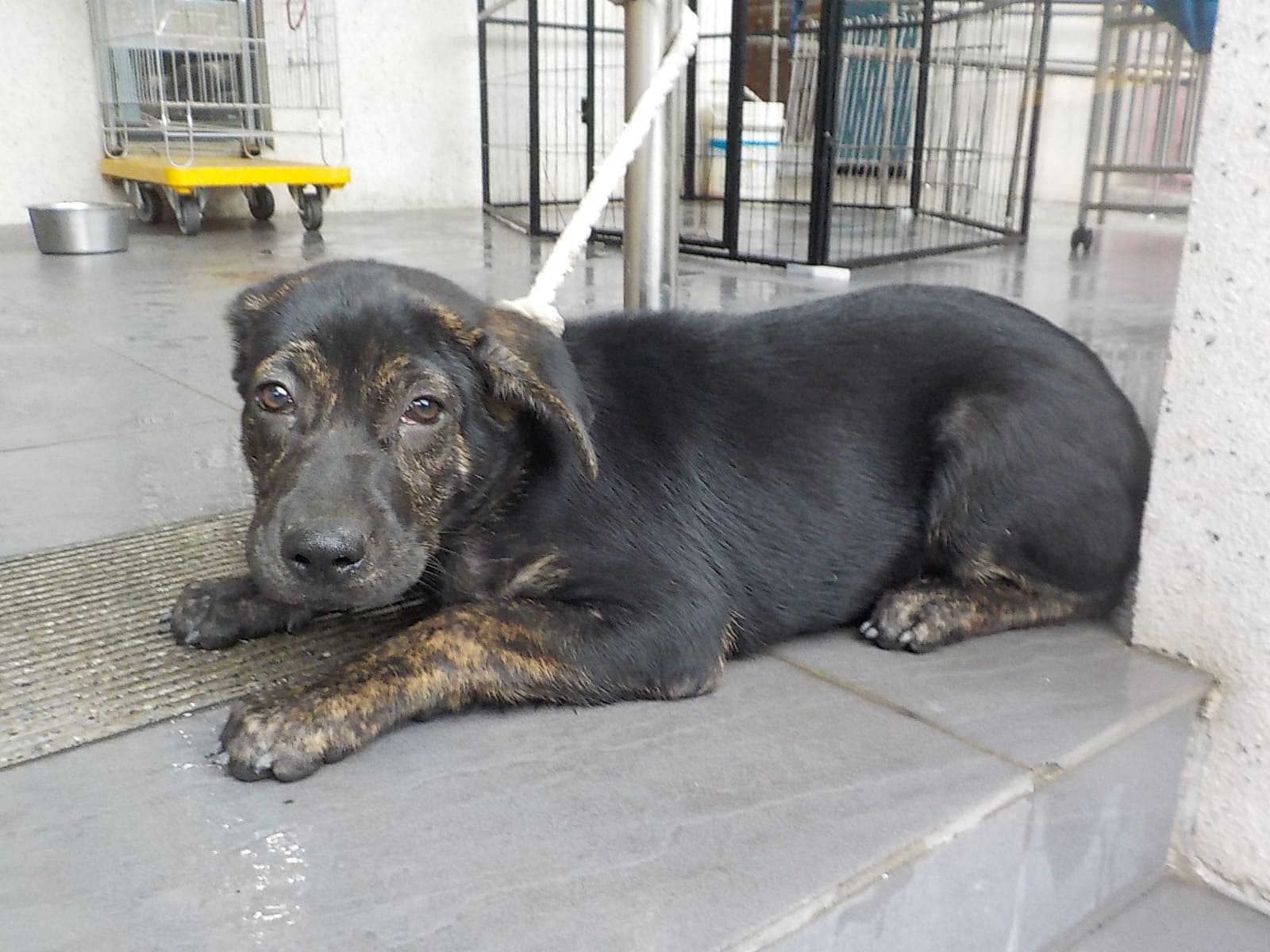 南投縣待認養狗 混種犬