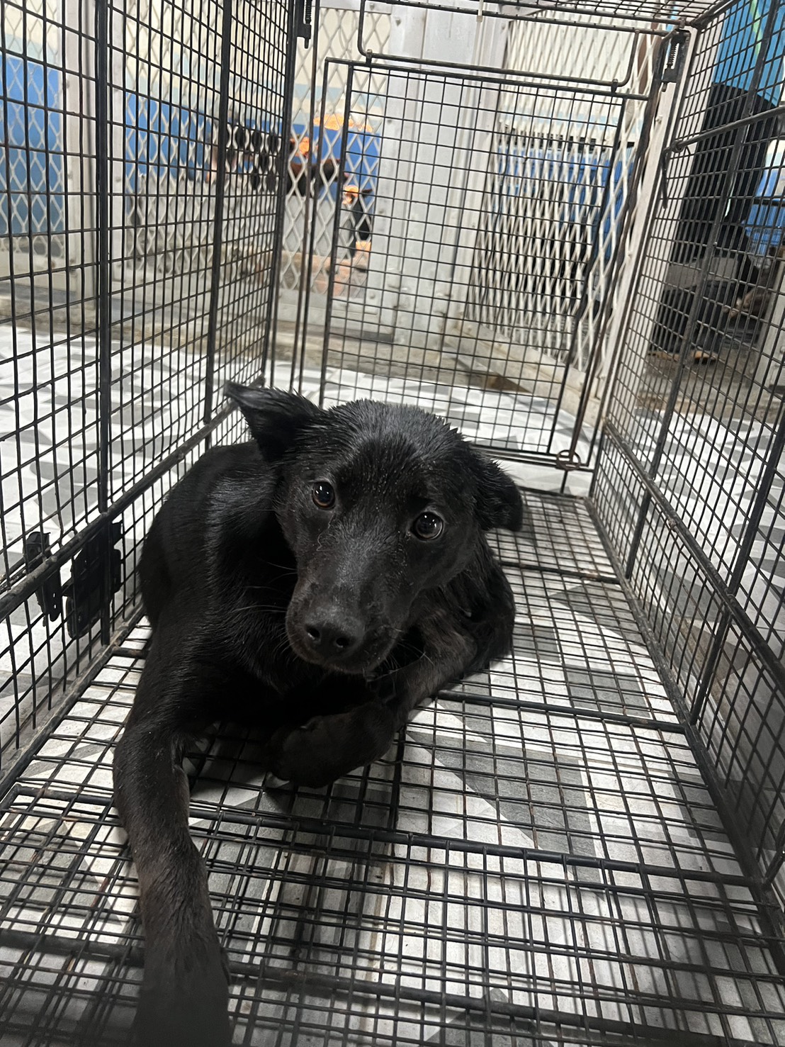 苗栗縣待認養狗 混種犬